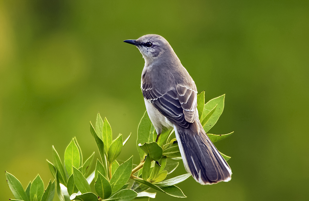 Hình: A mockingbird (Credit: Mimus polyglottos).